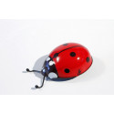 Ladybird