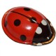 Clicking Ladybird box of 18